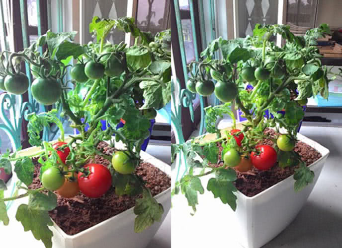 Diệt côn trùng bằng cách trồng cây cà chua